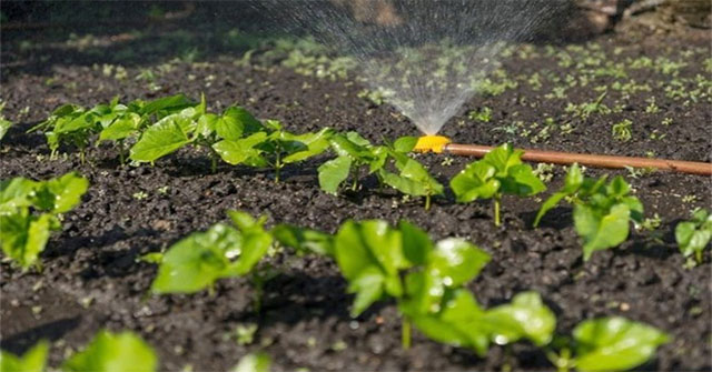 Japan has successfully manufactured a biodegradable humidity sensor
