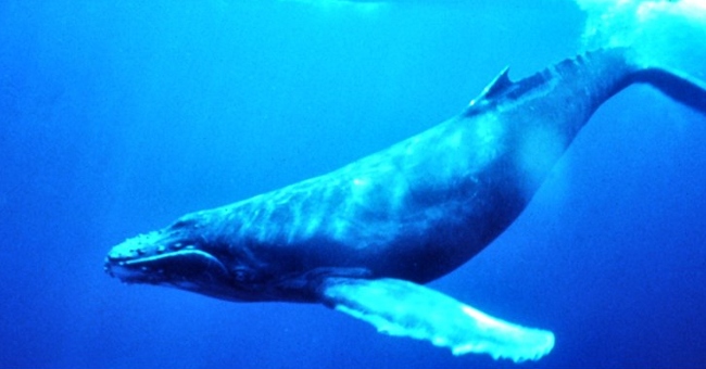 Japan kills more than 200 pregnant whales