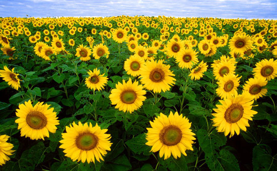Japan planted radiation-resistant sunflowers
