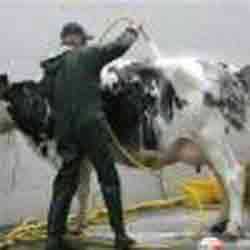Japan: production of petrol from ... cow dung