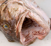 Japan: Radioactivity in fish is still high