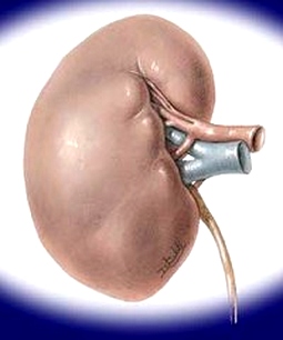 Japan: Study of biological artificial kidneys
