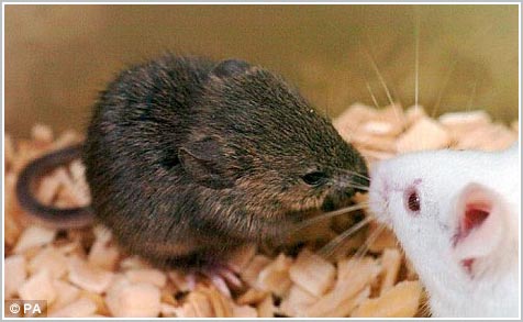 Japan successfully cloned dead mouse cells