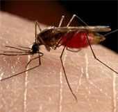 Japan successfully developed antibodies against dengue fever