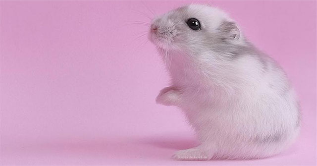 Japan successfully selected sex for artificial insemination rats