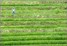 Japan: Testing biofuel production from rice