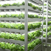 Japan: The indoor farm is 100 times more productive than the field