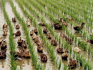 Japan: Use chemical instead of ducks to kill worms and grass