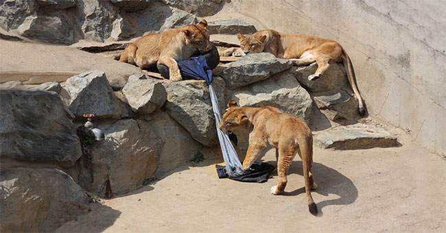 Japan uses lions to make torn jeans
