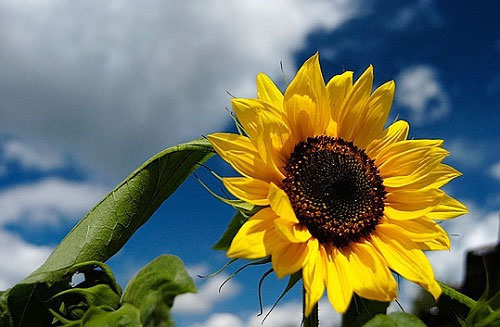 Japan uses sunflower plants to decontaminate soil