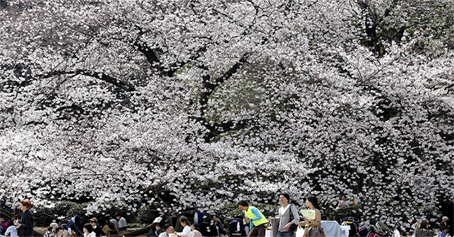 Japan: What makes the cherry blossoms blooming early in large scale?