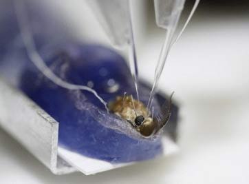 Japan will have insects carrying artificial brains