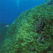 Japan will promote the development of submarine resources