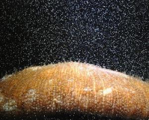 Japanese coral transgender in the seabed