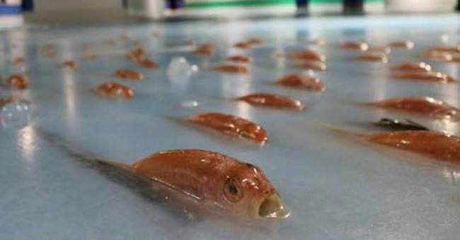 Japanese parks are outraged by using 5000 live fish for unbelievable reasons
