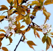 Japanese people fever with cherry trees