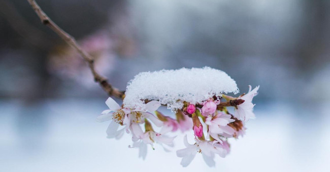 Japanese scientists invented wine made from .... wood