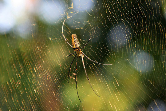 Japanese violin string from spider silk