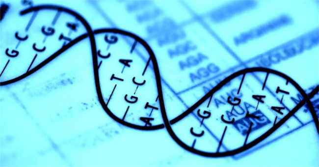 Japan's CRISPR gene editing technique has reached the level of 'absolute precision'