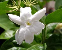 Jasmine insomnia treatment