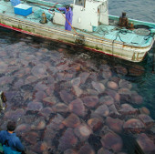 Jellyfish cannot 'invade' the planet