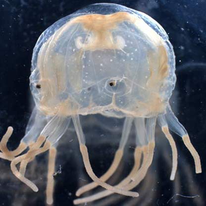 Jellyfish have human eyes