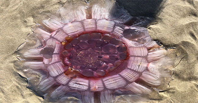 Jellyfish like alien objects washed up on the coast of New Zealand