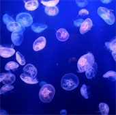 Jellyfish makes the nuclear plant shut down
