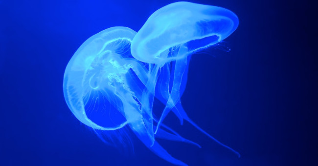 Jellyfish skin can be used as encryption information for confidential information