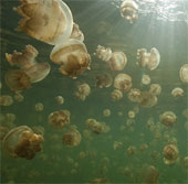 Jellyfish species can 'knock down' American carriers