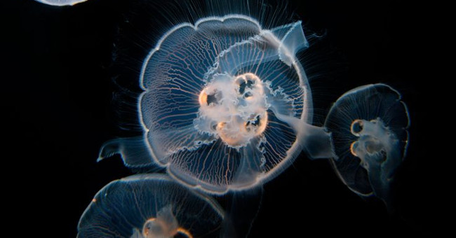 Jellyfish species heal wounds themselves, reverse aging