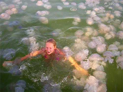 Jellyfish threaten nuclear power plants