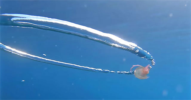 Jellyfish turn dizzy when hitting the bubble circle