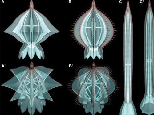 Jellyfish used to have skeleton frames during evolution