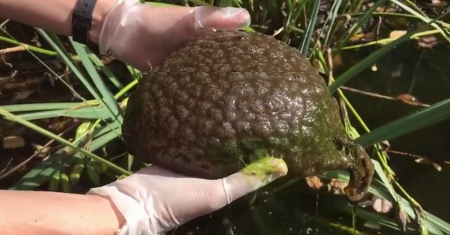 Jelly-like, brain-shaped organisms show up under Lake Canada