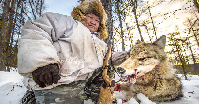 Job hunting wolves in Russia's coldest land
