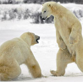 Job to find white bears in Norway