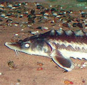 Joint hands protect sturgeon