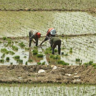 Journey of domesticated water rice