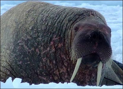 Journey of 'tailing' of Arctic walrus