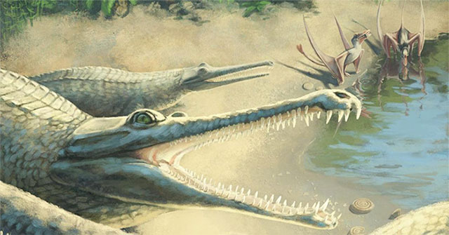 Jurassic fossils reveal a new long muzzle crocodile