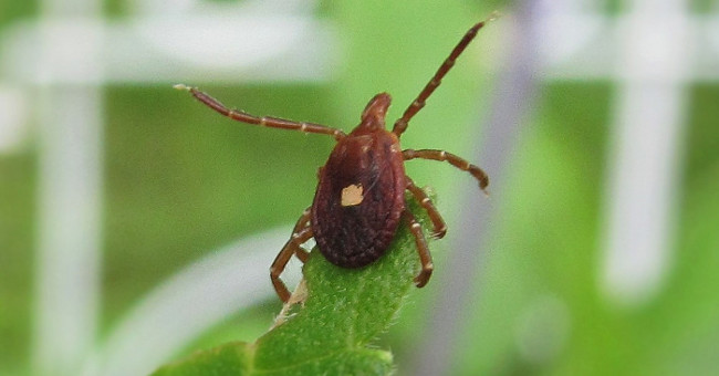Just a bite from this tiny beetle, you won't be able to eat meat forever