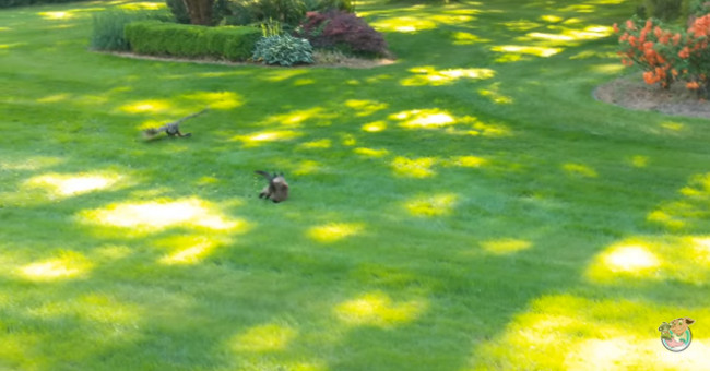 Just got out of the cat, the rabbit became the prey of the owl