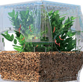 Just grow vegetables and fish