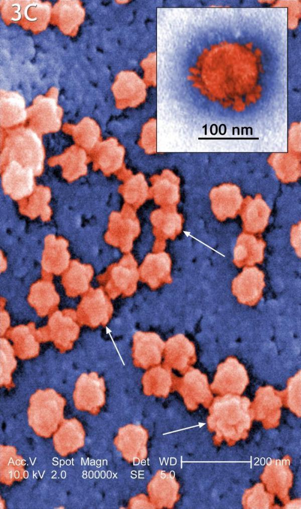Just one virus molecule is enough to cause infectious disease