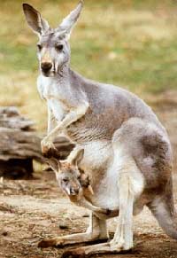 Kangaroo bag used to do?