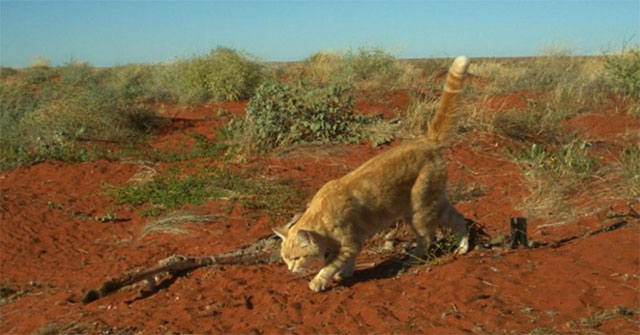 Kangaroo corpses are eaten to death by cats