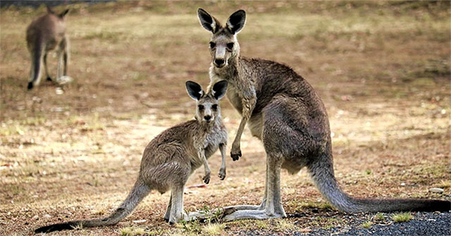 Kangaroo eat corpses to get nutrients