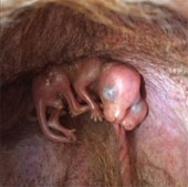 Kangaroo is a rare twin in Australia