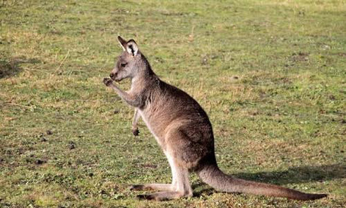 Kangaroo is left-handed